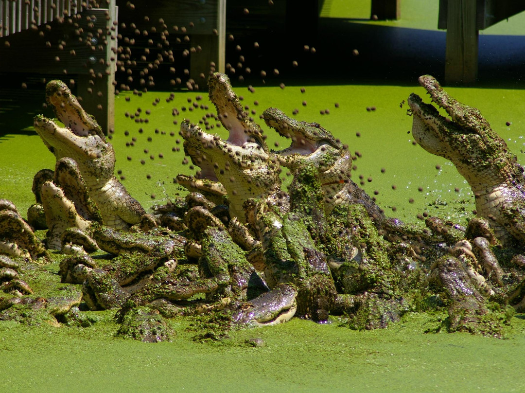 Gators and Friends - Alligator Park & Exotic Zoo景点图片