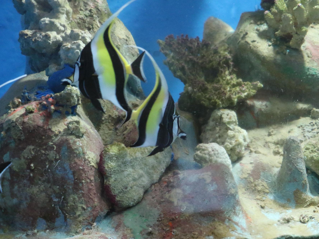 Lakshadweep旅游景点-Kavaratti Island Marine Aquarium