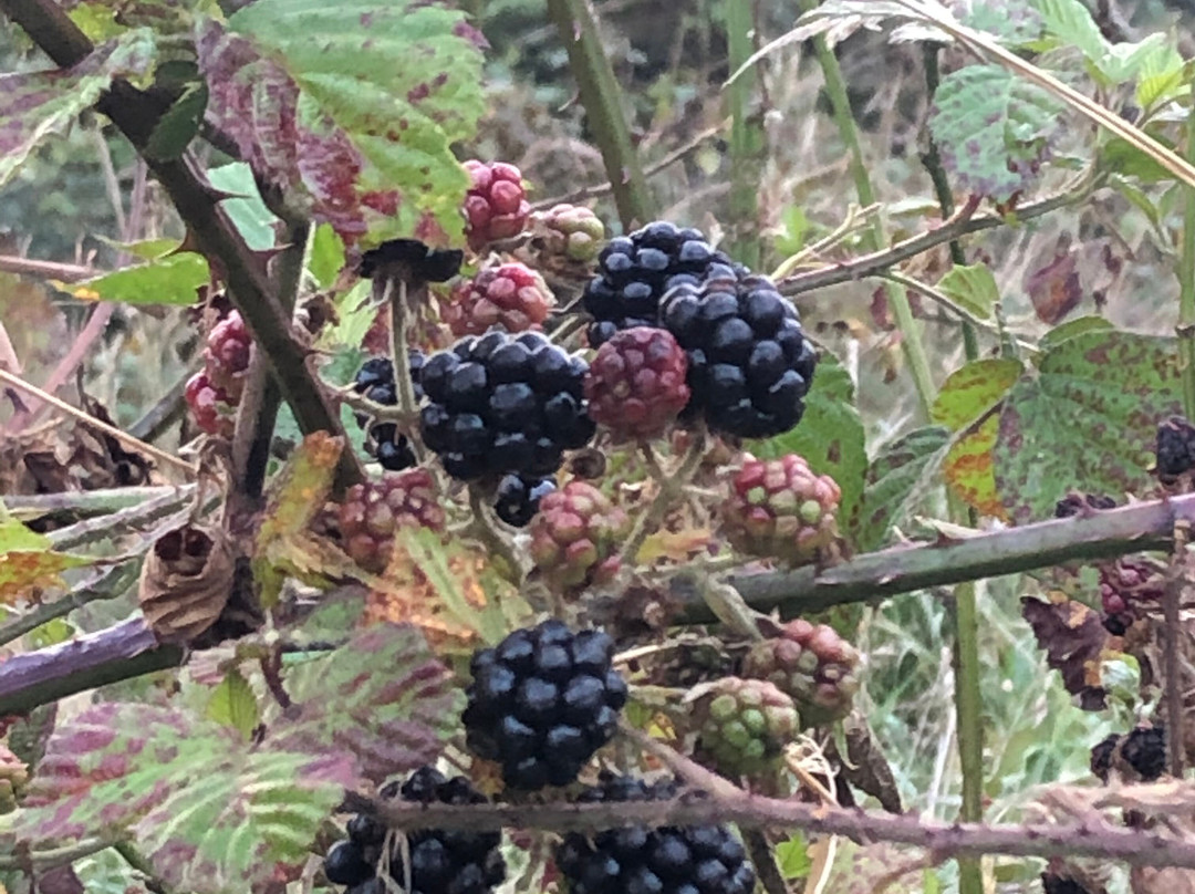 Wilmot Hills Orchard & Distillery-Wilmot必去景点