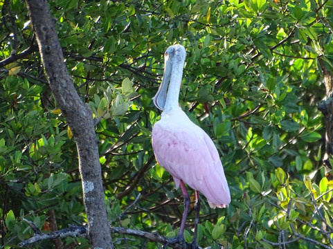 Sanibel Island Dolphin Tours-萨尼贝尔岛必去景点