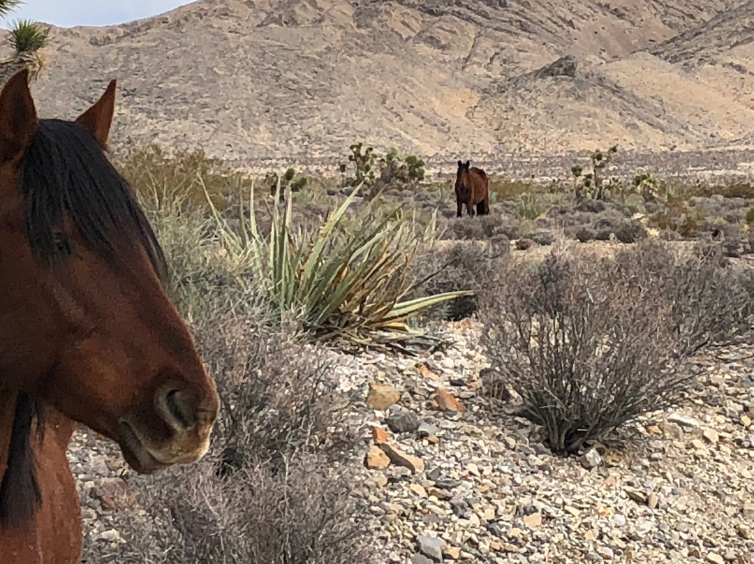 Mt. Charleston Scenic Byway-Mount Charleston必去景点