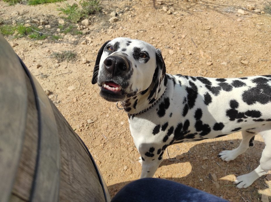 Nana Estate Winery-米茨佩拉蒙必去景点