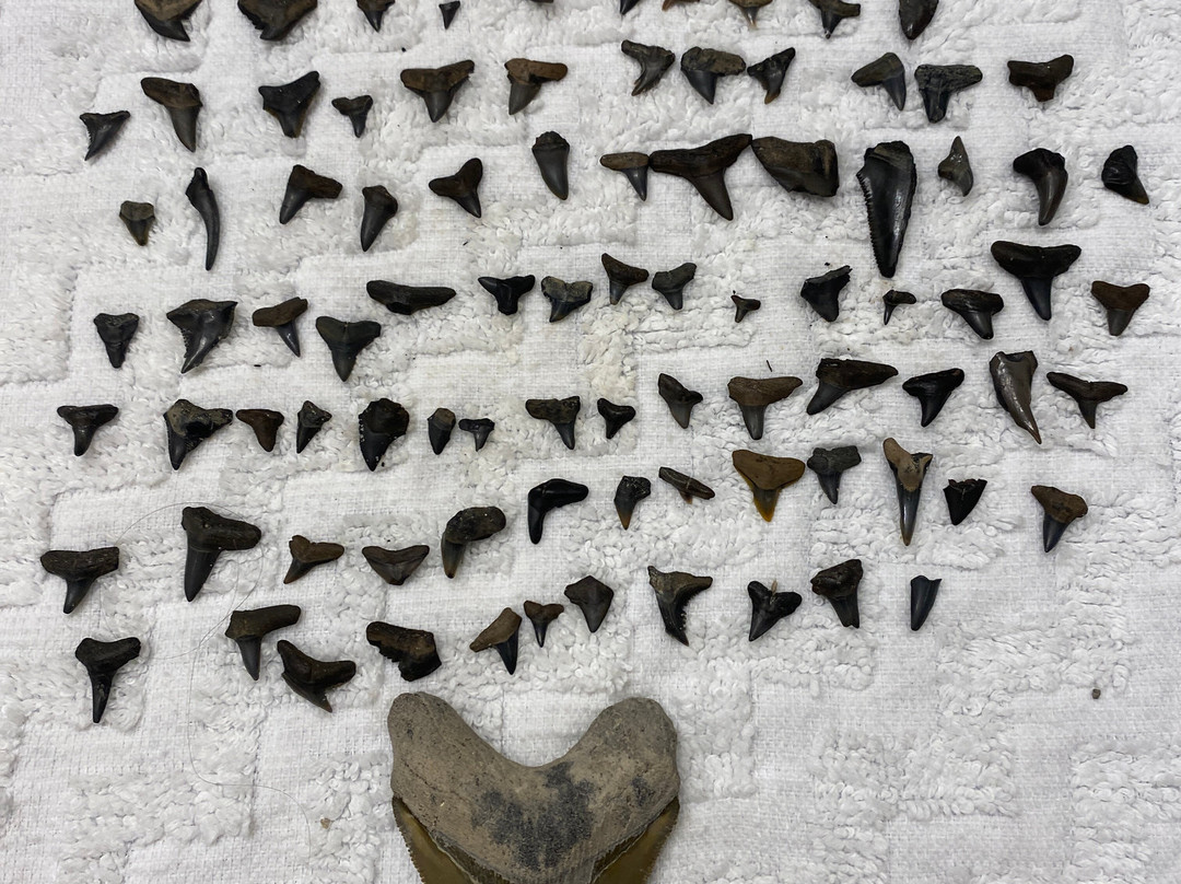 Fossil Funatics-达文波特必去景点