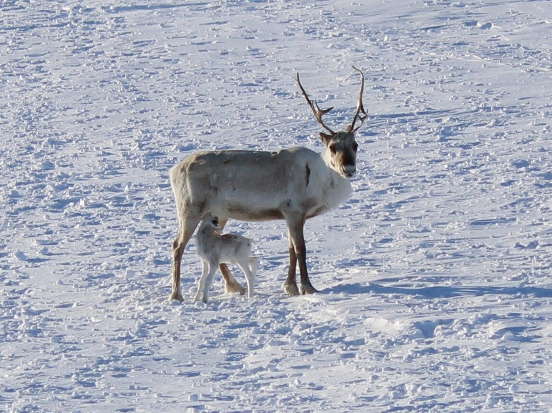 Áldu - Reindeer Adventures景点图片