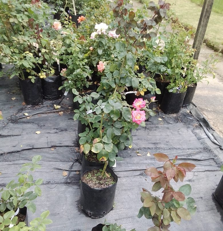 Ludwig's Rose Farm-比勒陀利亚必去景点