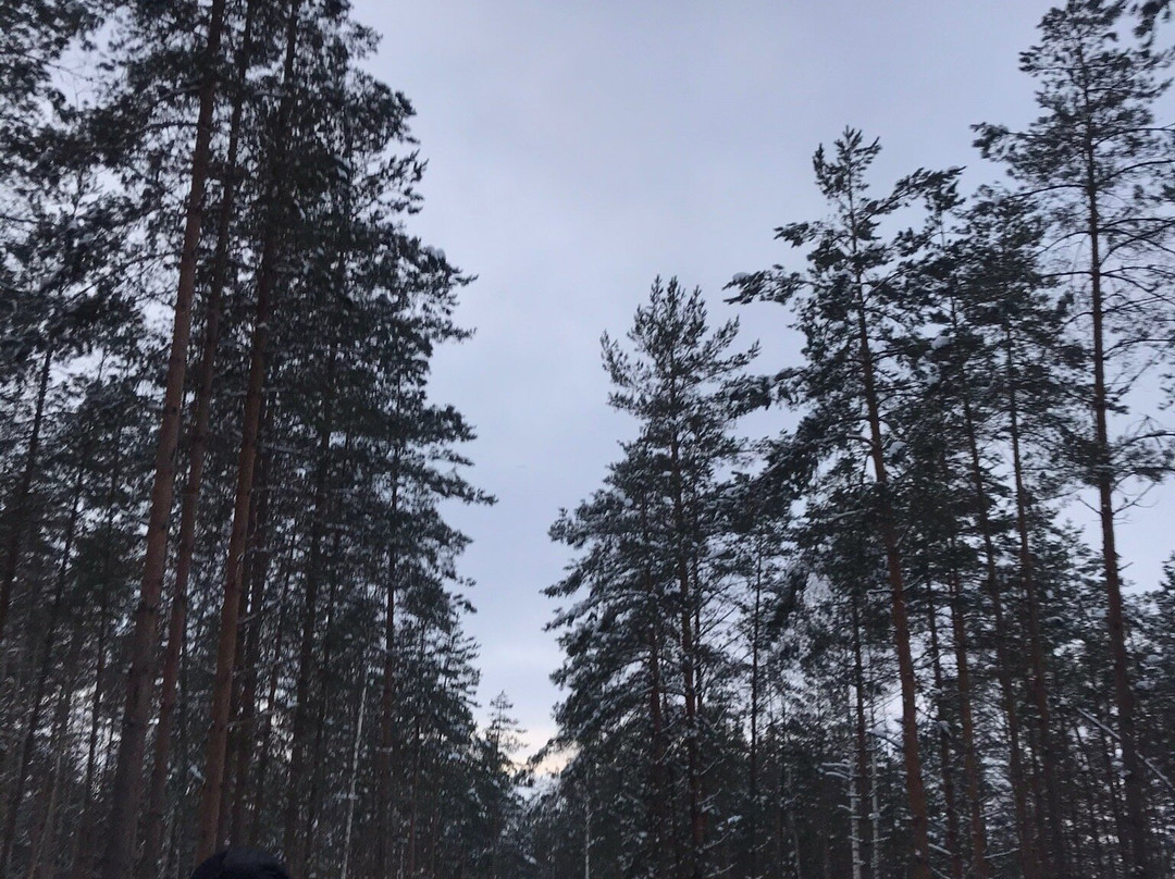 Teirumnieki Bog Trail景点图片