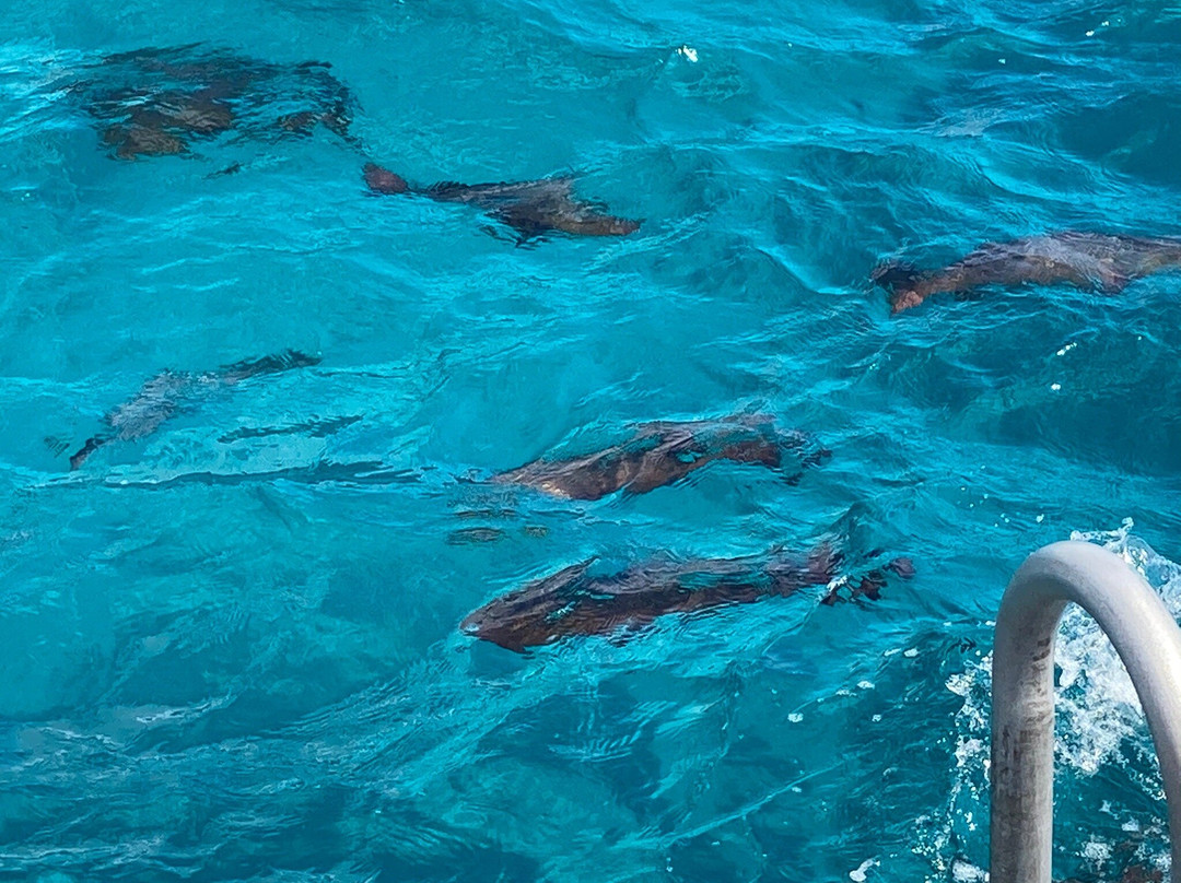 Dreamtime Dive and Snorkel-凯恩斯必去景点