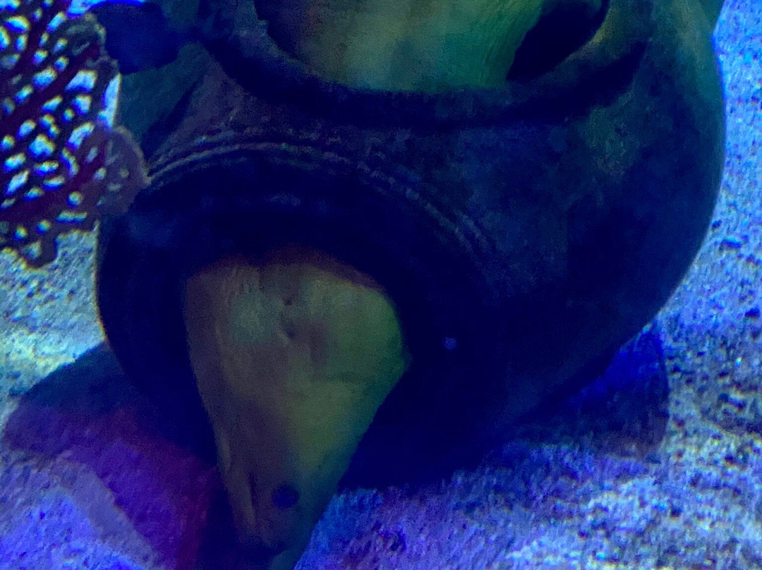 奥兰多海洋世界水族馆-奥兰多必去景点