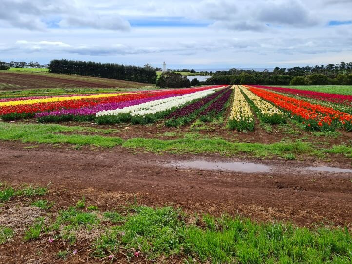 Table Cape Tulip Farm景点图片