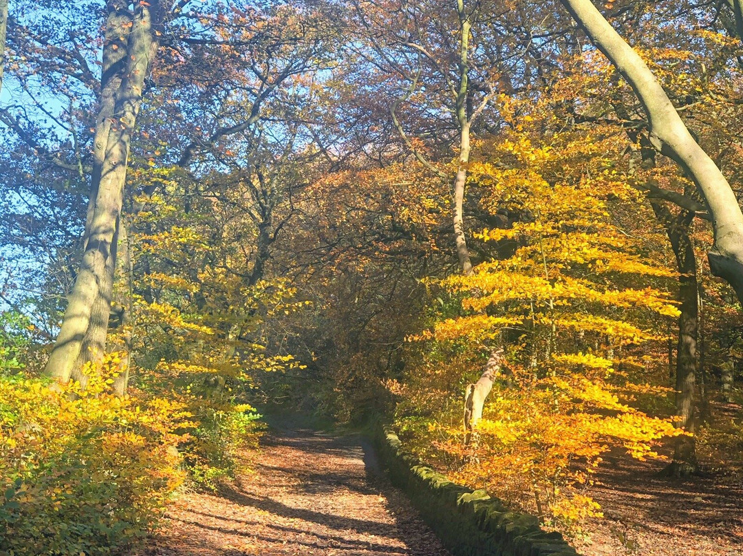 Judy Woods-Wyke必去景点