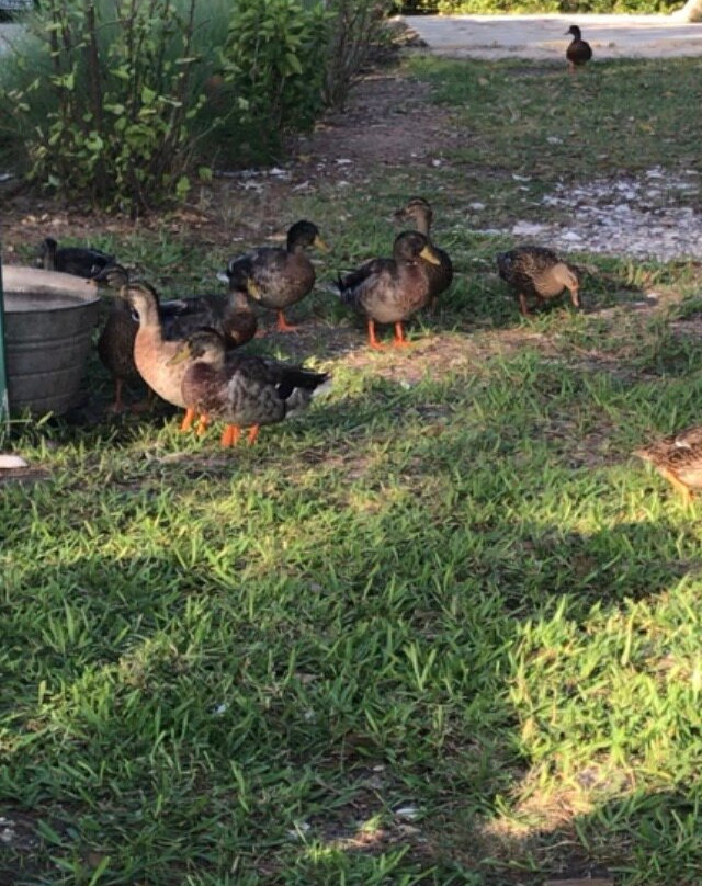 Cabbage Key Inn主图