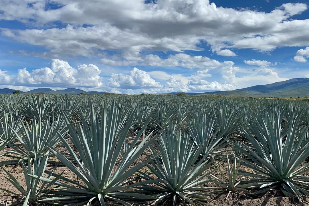 Palenque Mal De Amor-Tlacolula必去景点