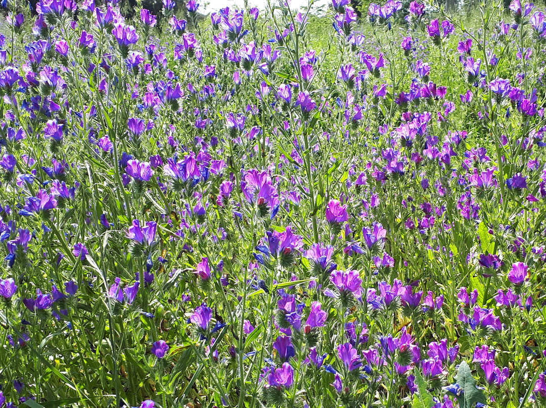 Putta Bucca Wetlands-马奇必去景点
