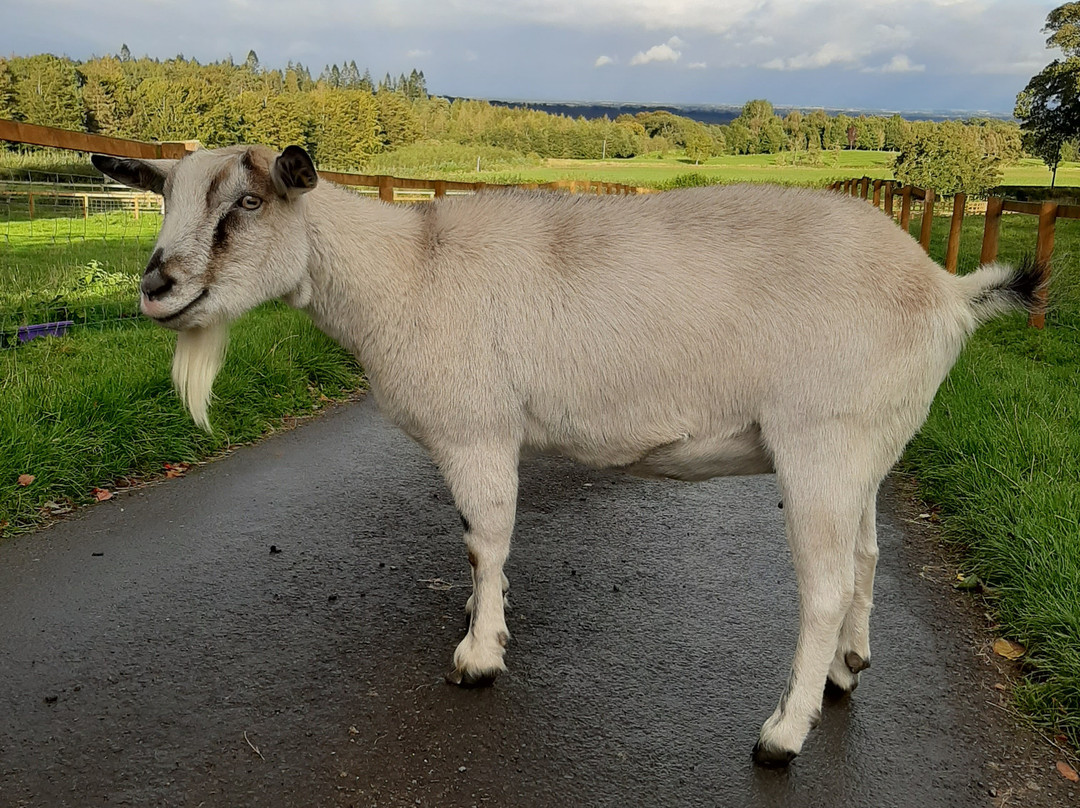 Low Gingerfield Farm B&B主图