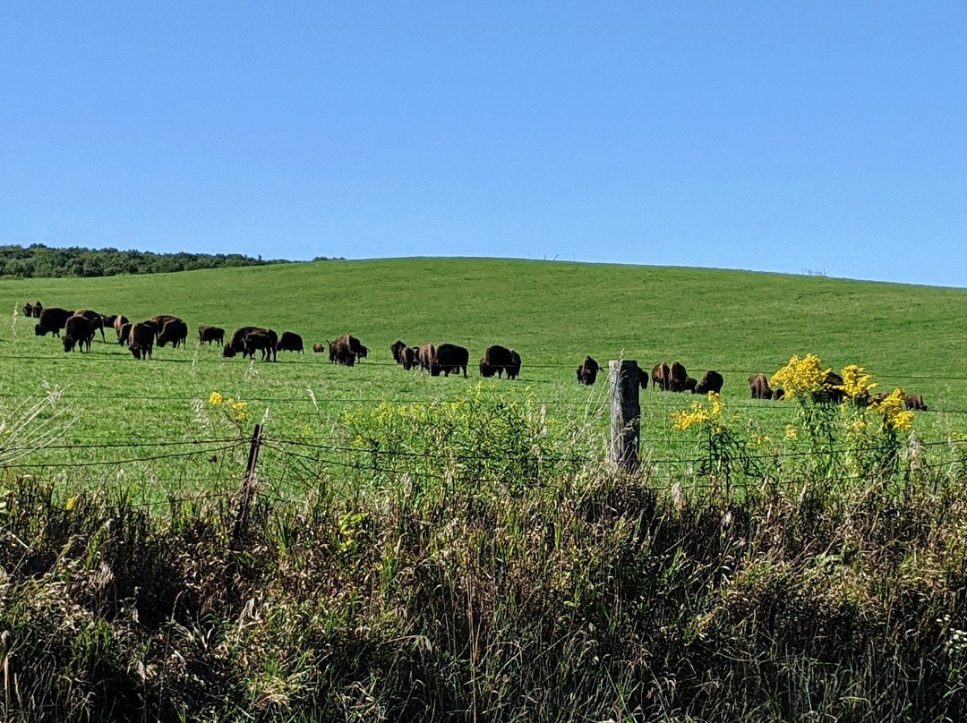 The Bison Corral景点图片