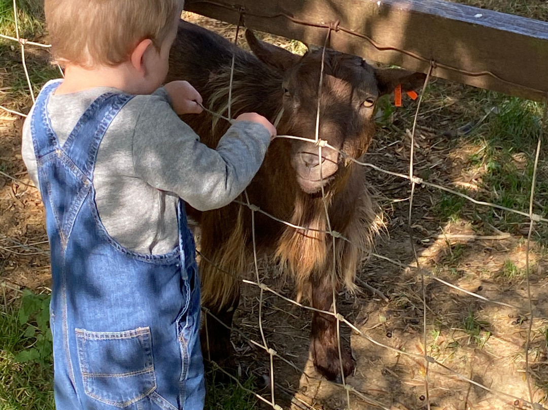 The Butts Farm Rare Breeds, Farm Shop and Tea Room-南塞尔尼必去景点