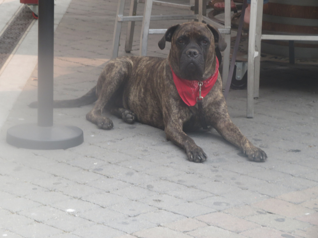 Murphy Avenue-森尼韦尔必去景点