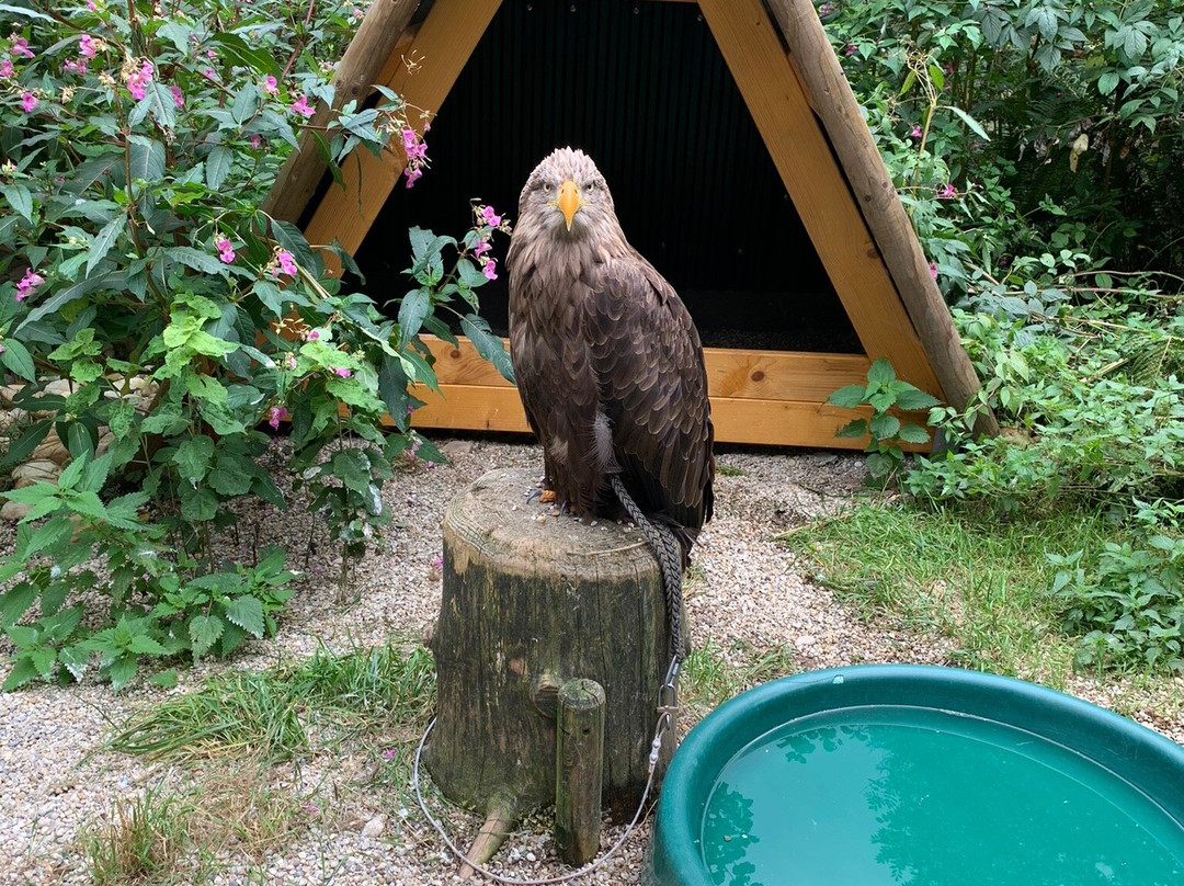 Greifvogelpark Grafenwiesen-Grafenwiesen必去景点
