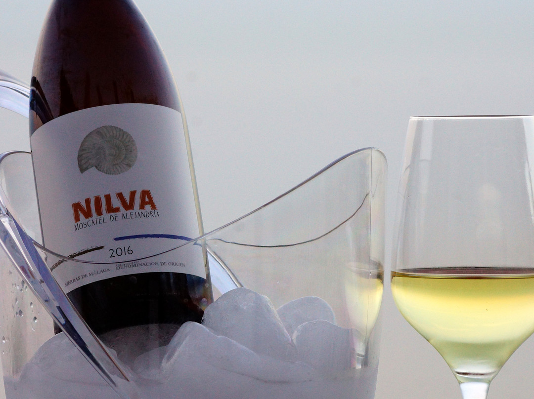 NILVA Enoturismo SL景点图片