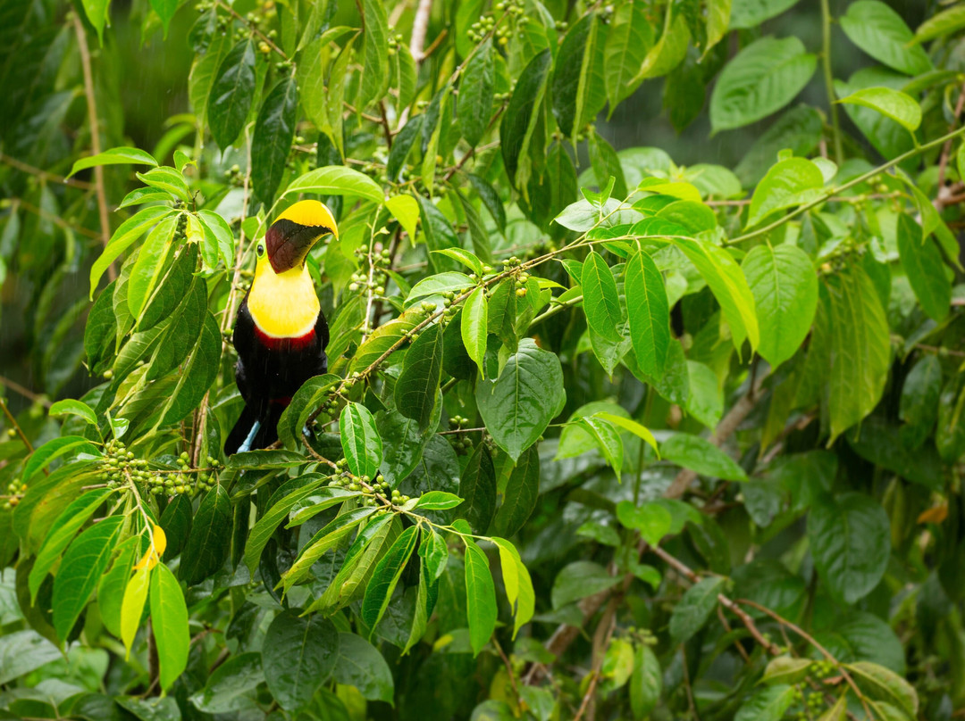 Rainforest Adventures Braulio Carrillo-爱雷迪雅必去景点