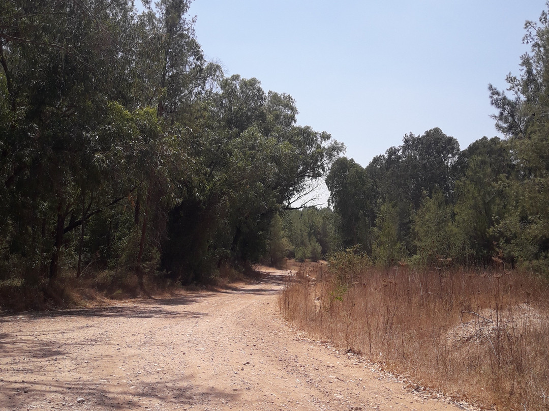 Ben Shemen Forest-Modiin必去景点