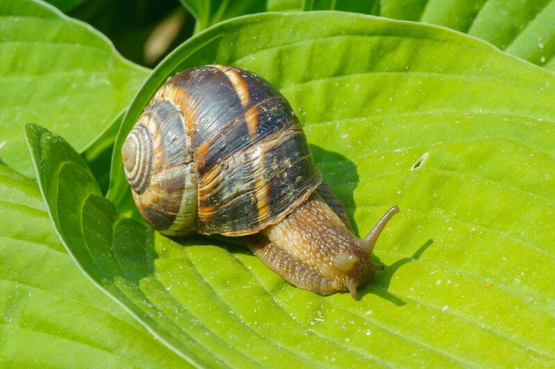 Inclusive Bio Snail Farm景点图片