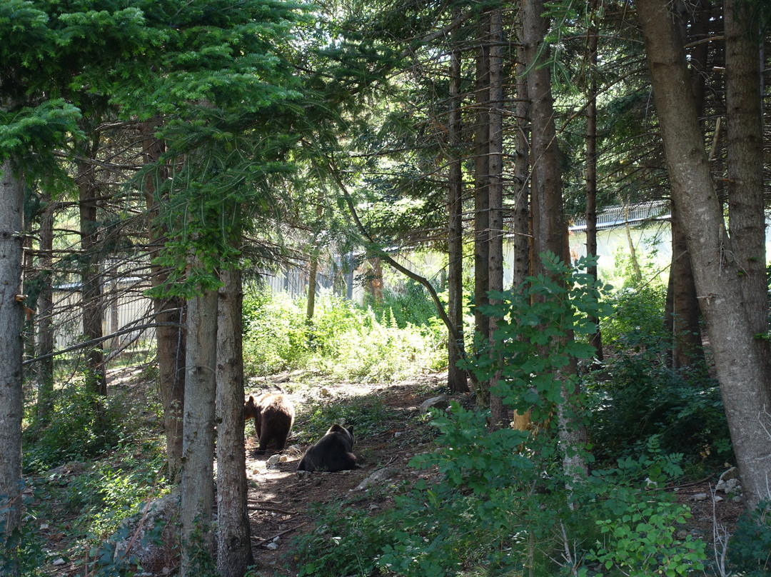 Area Faunistica dell'Orso Bruno景点图片
