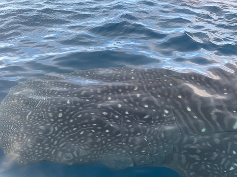 Cancun Whale Shark Tours-坎昆必去景点