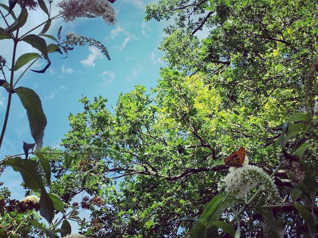 Il Giardino delle Farfalle景点图片
