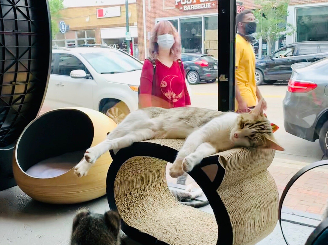 Denver Cat Company-丹佛必去景点