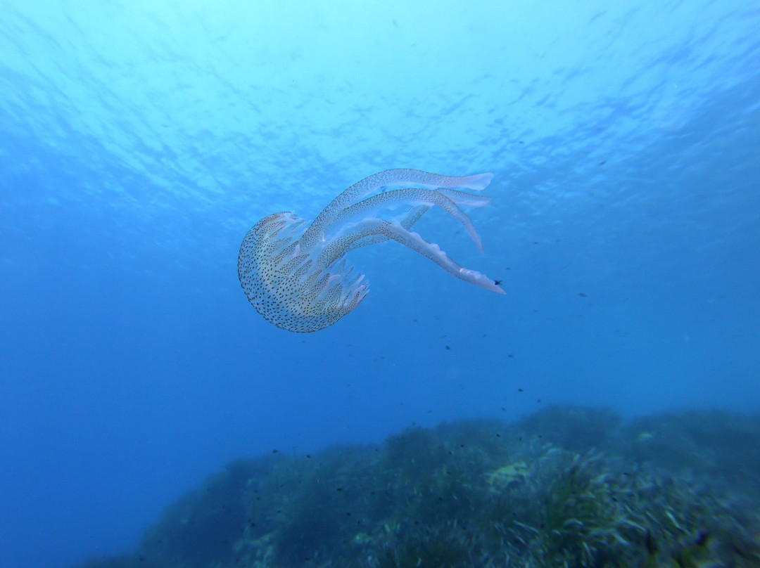 Ustica Diving-Ustica必去景点