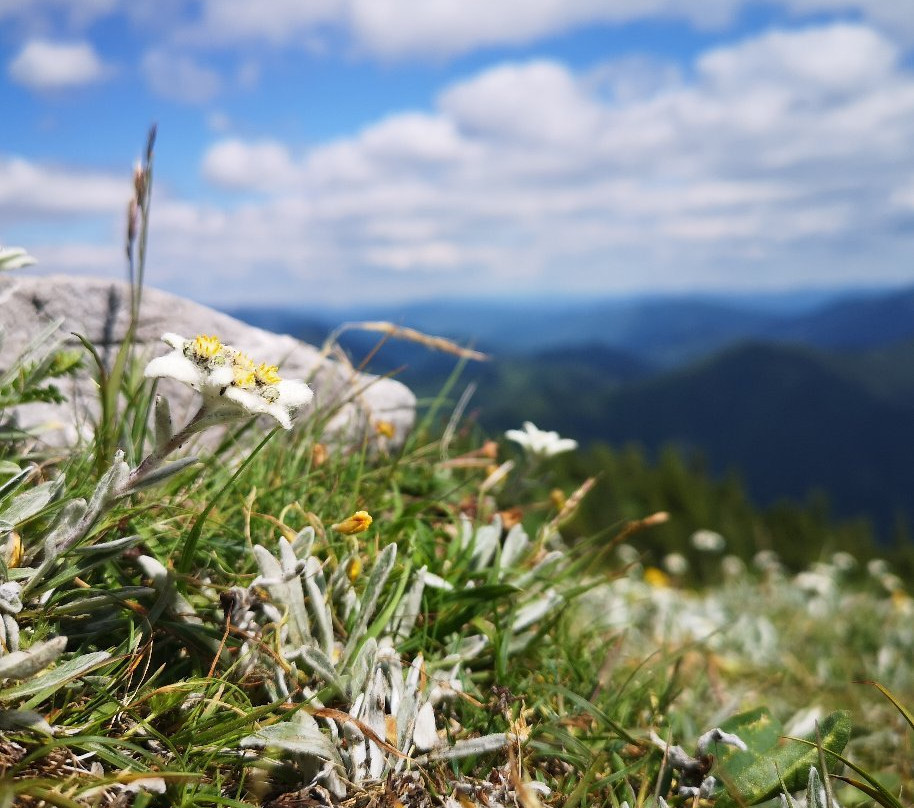 Wanderung zum Edelweissboden - Hochturm-Trofaiach必去景点