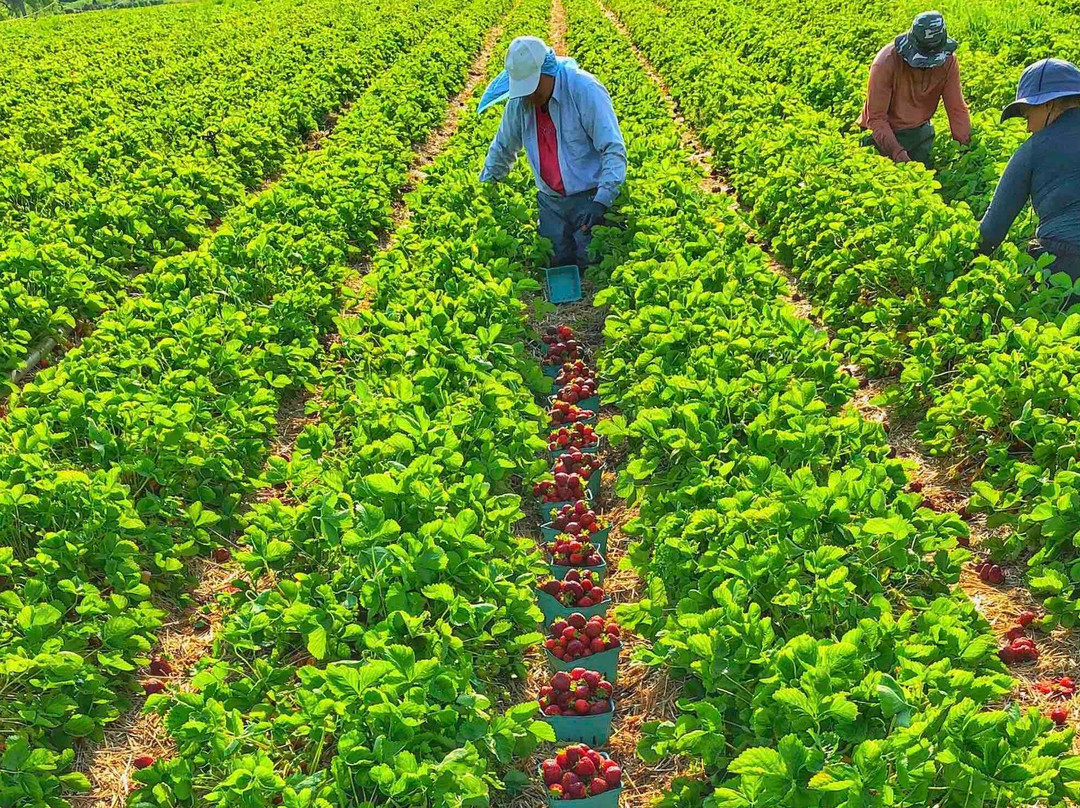Maxwells Farm-开普伊丽莎白必去景点