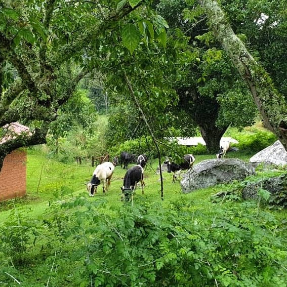 Swiss Farm Cottage主图