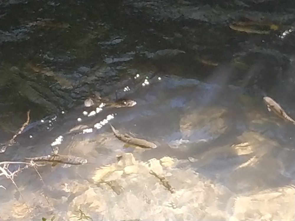 Banias Waterfall-Qiryat Shemona必去景点