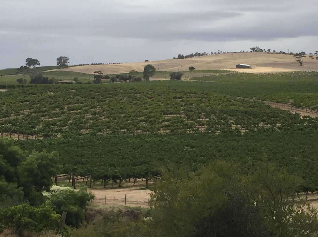 Angaston Vineyards Motel主图