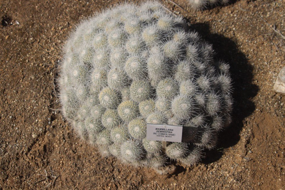 University of California Riverside Botanic Gardens-里弗赛德必去景点
