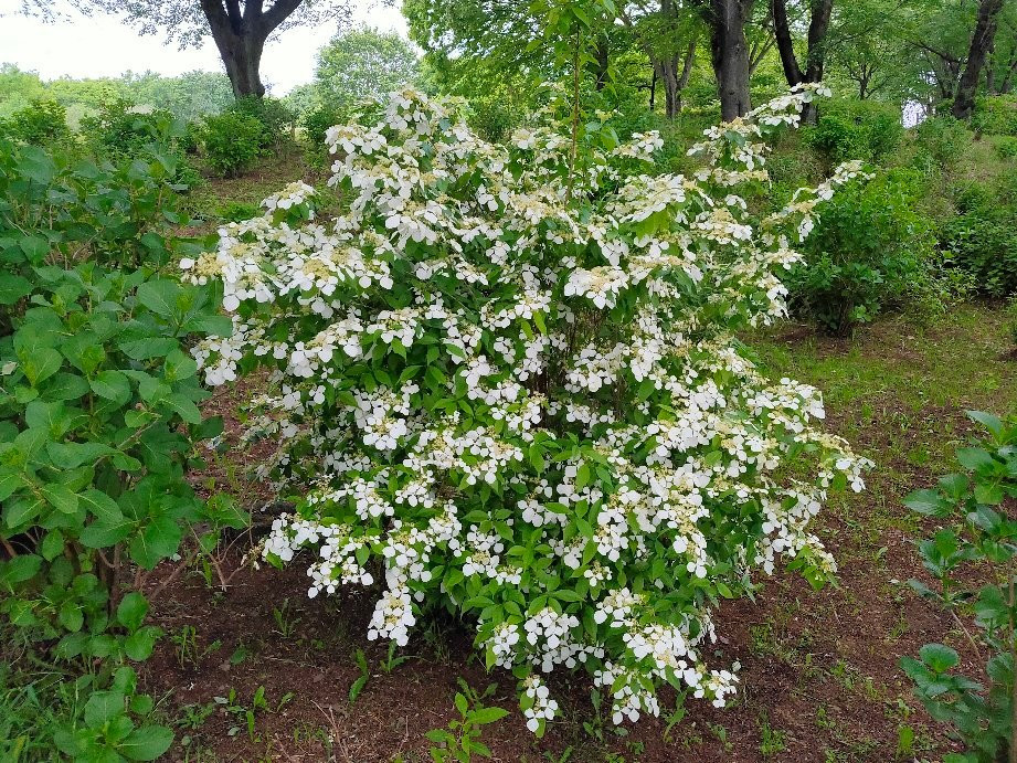 Sayama City Urban Botanical Garden-狭山市必去景点