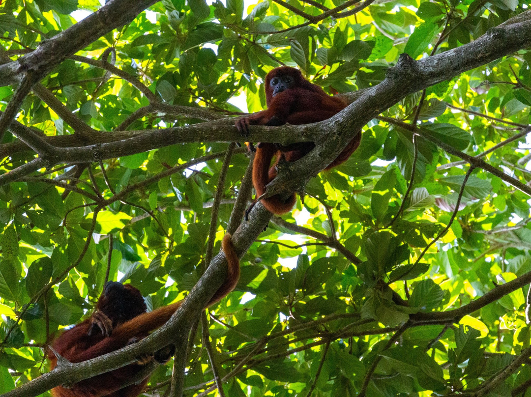 Bush Bush Wildlife Sanctuary-Mayaro必去景点