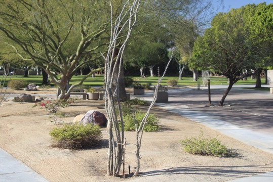 Desert Memorial Park-棕榈泉市必去景点