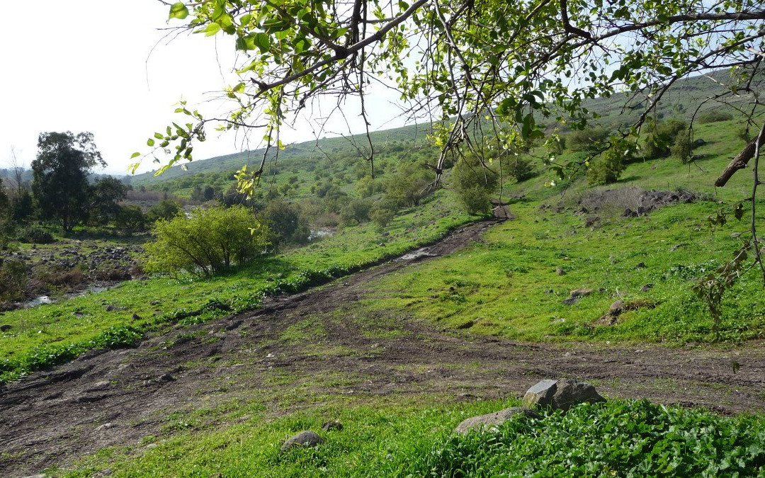 Yehudiya Forest Nature Reserve景点图片