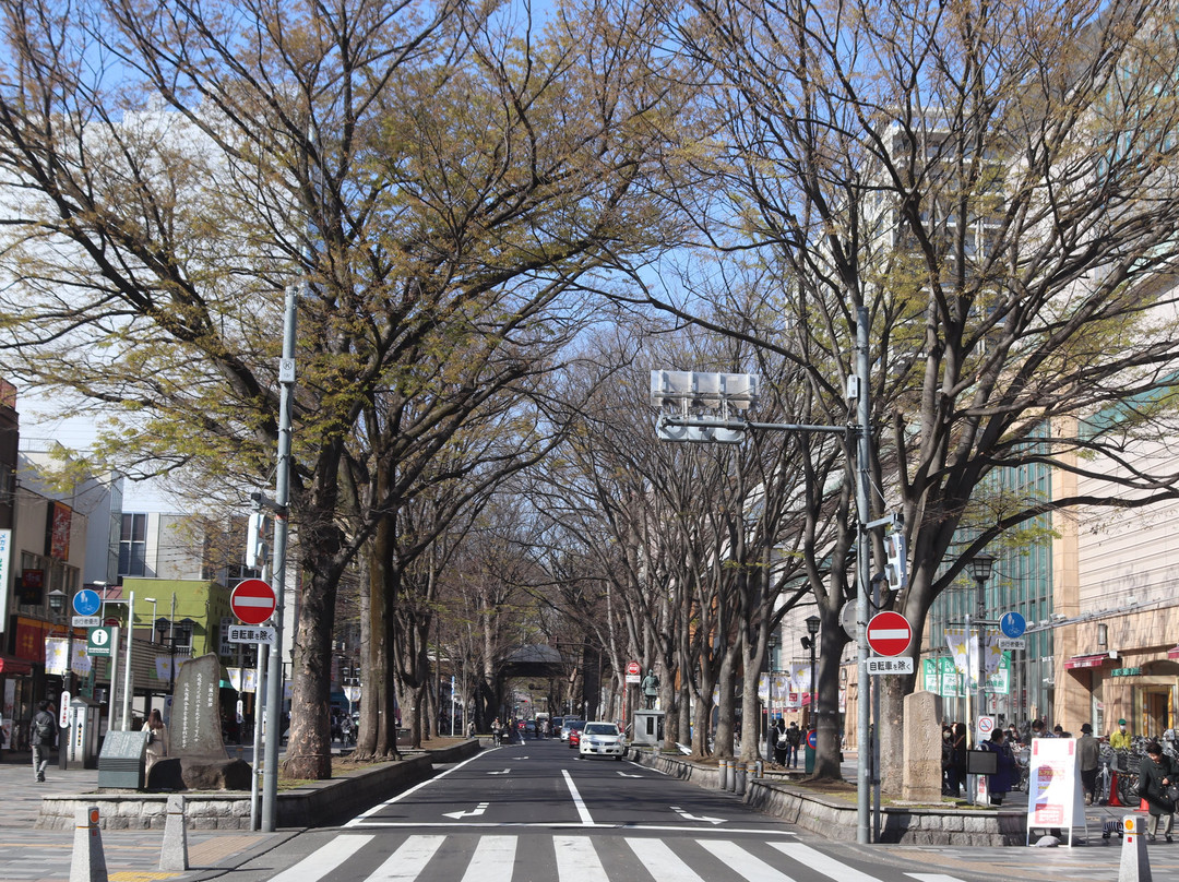 The road lined with Japanese Zelkova near Babadaimon Gate-府中市必去景点