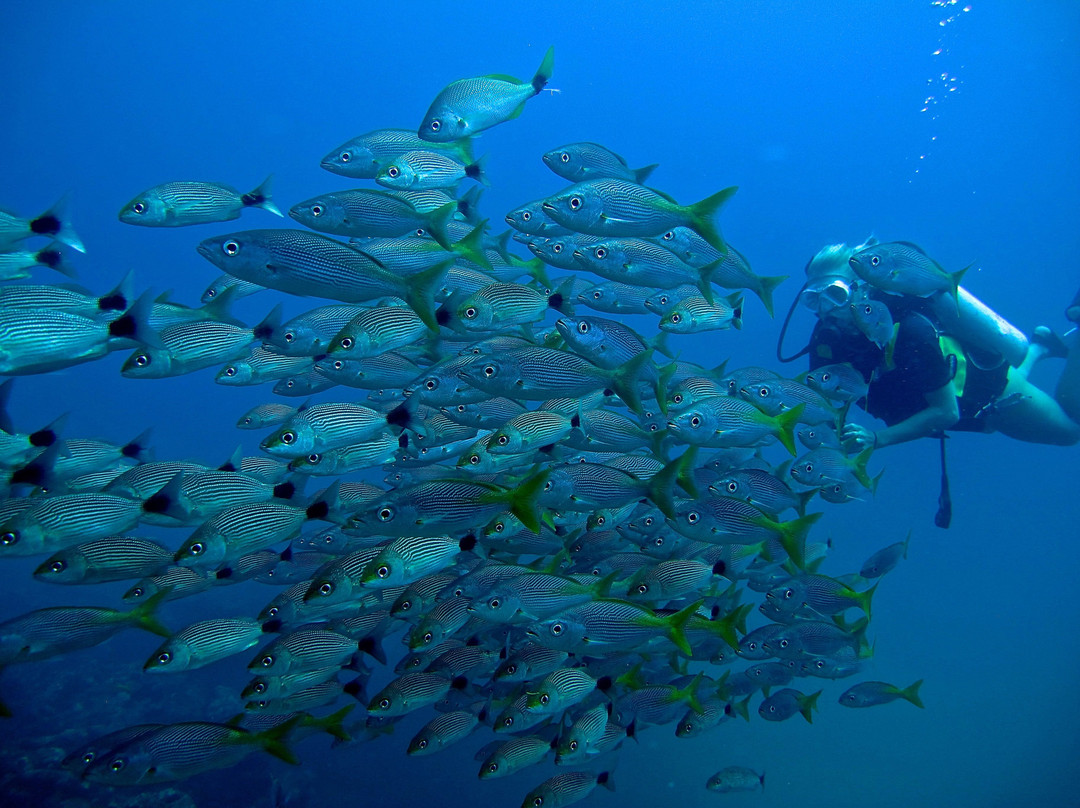 Iguana Divers-圣特雷莎必去景点
