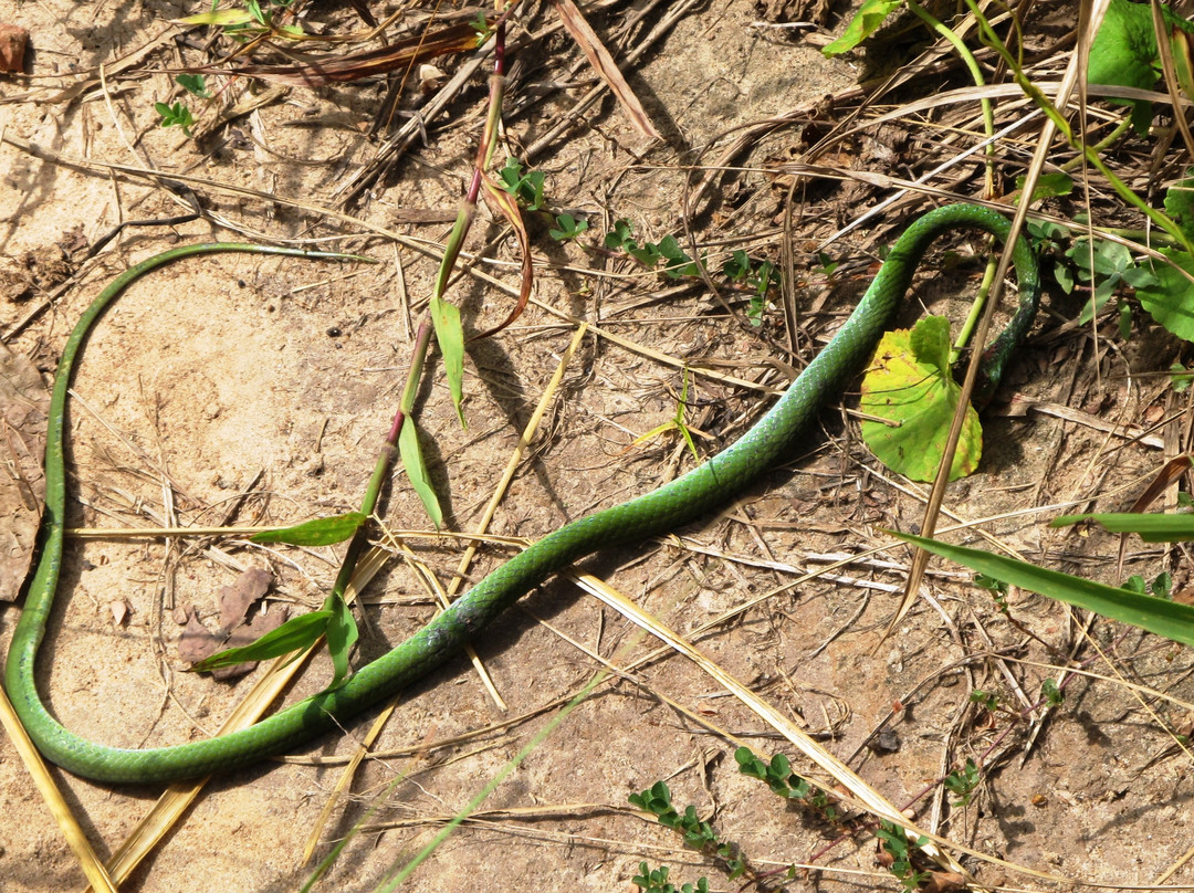 Sheldrick Falls-Kwale必去景点