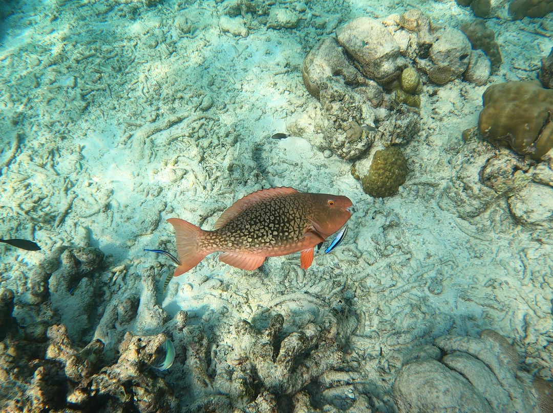 Sub Oceanic Dive Club景点图片