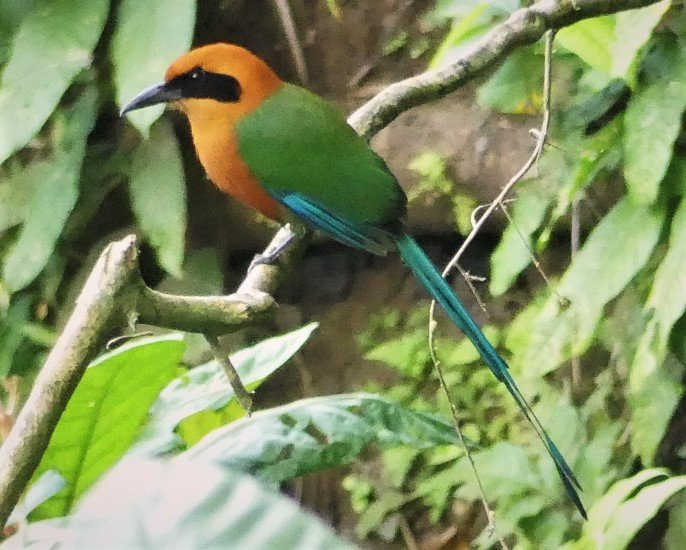 Beny Wilson Wildlife Observation Service景点图片