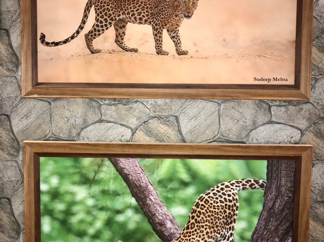 Jhalana Leopard Safari-斋蒲尔必去景点