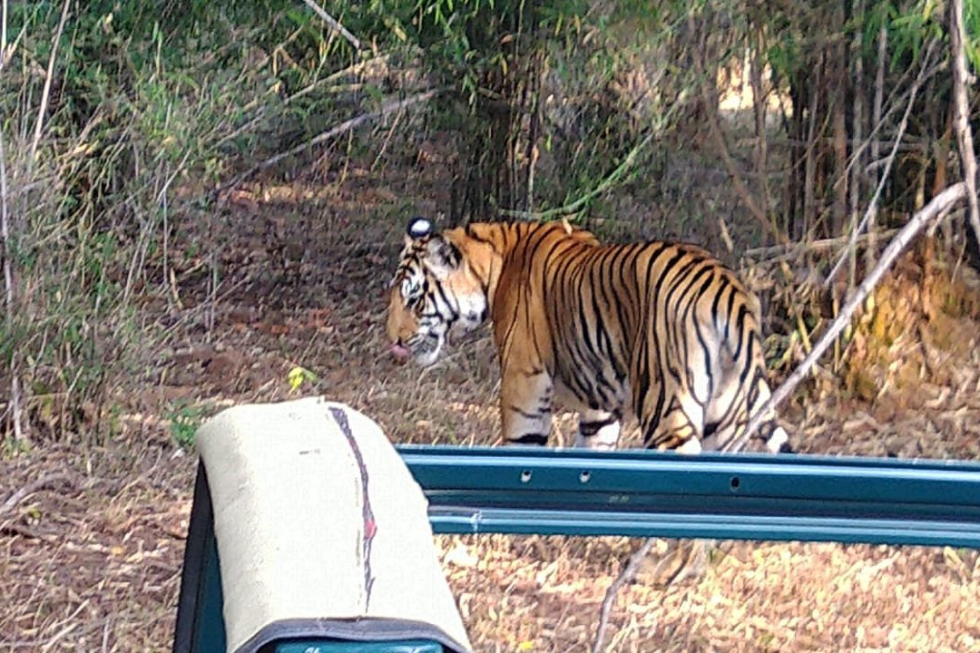 null-Kanha National Park