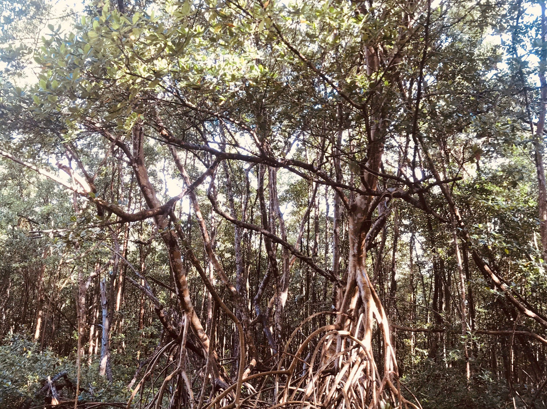 Vincent Excursions-Morne-A-l'Eau必去景点