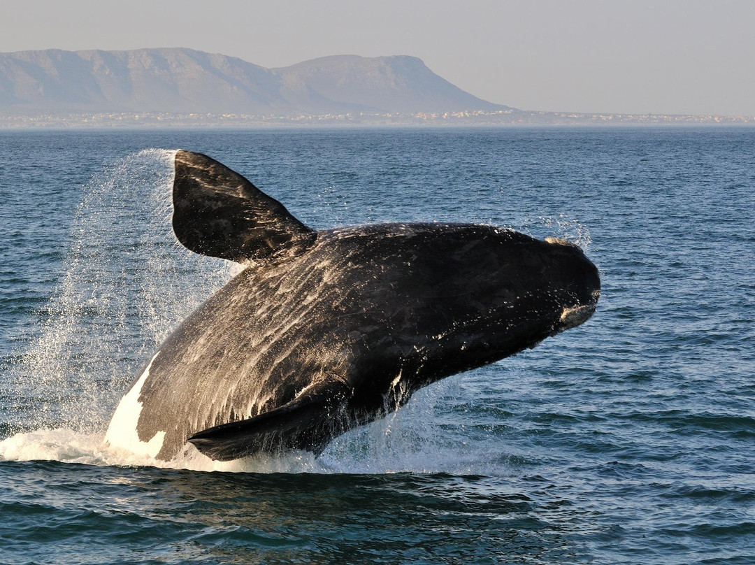 African Eagle-约翰内斯堡必去景点